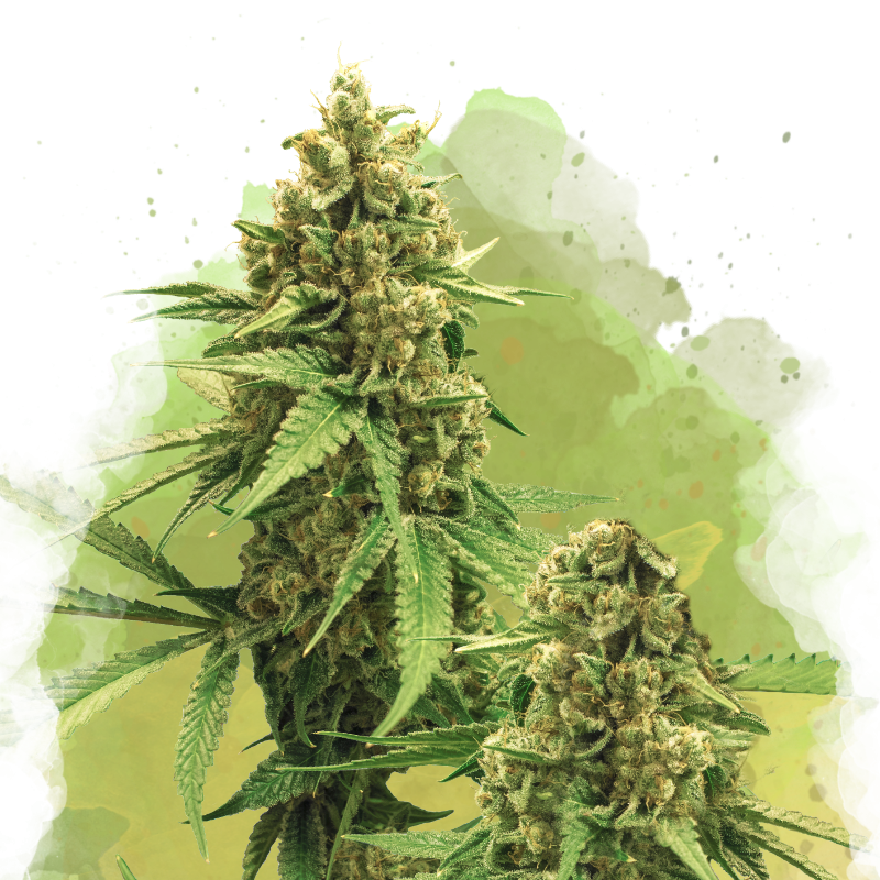 Big Bud Autoflower by Nirvana Shop, the marijuana seeds breeder