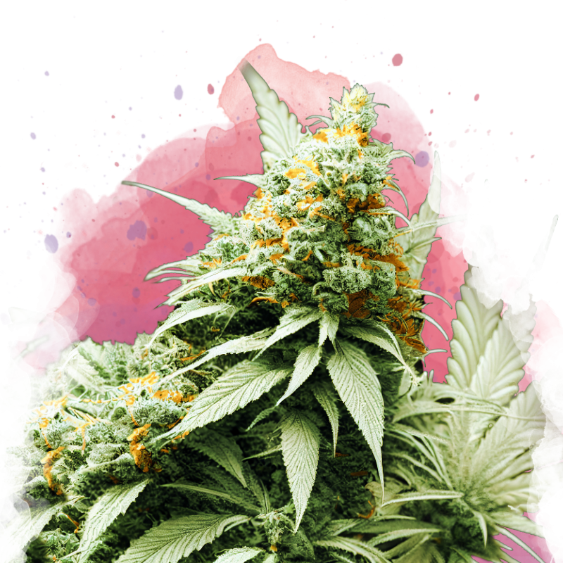 Big Bud Feminized by Nirvana Shop, the marijuana seeds breeder
