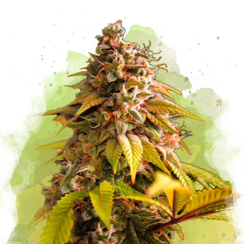 Bubblelicious Autoflower by Nirvana Shop, the marijuana seeds