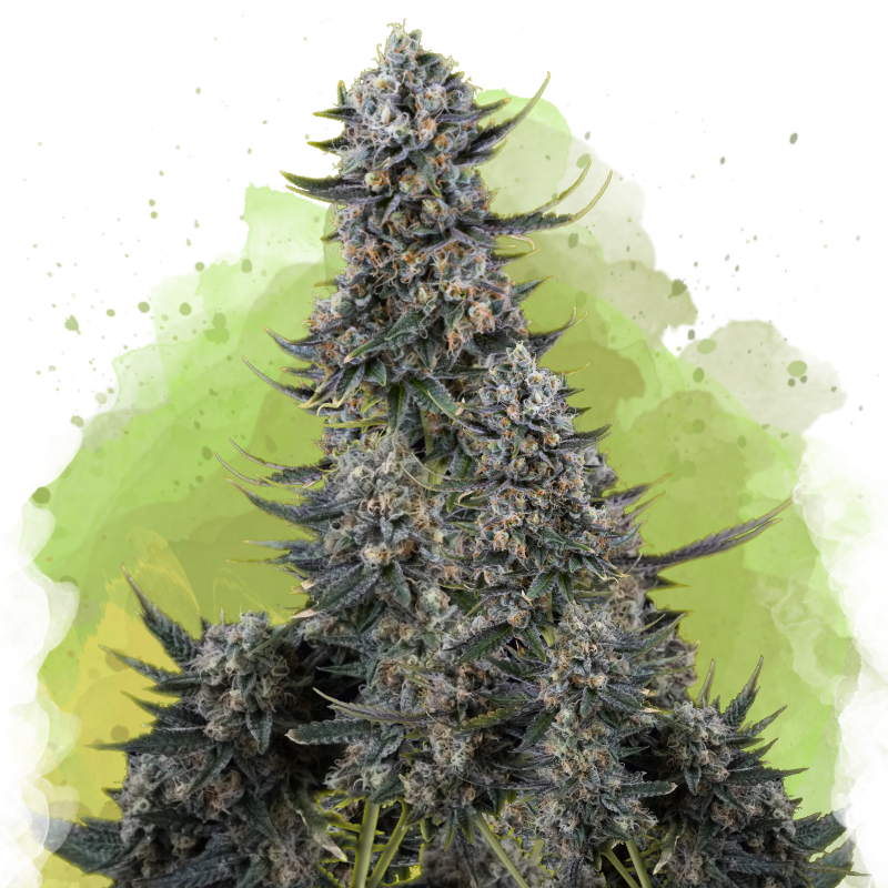 Critical Autoflower by Nirvana Shop, the marijuana seeds breeder