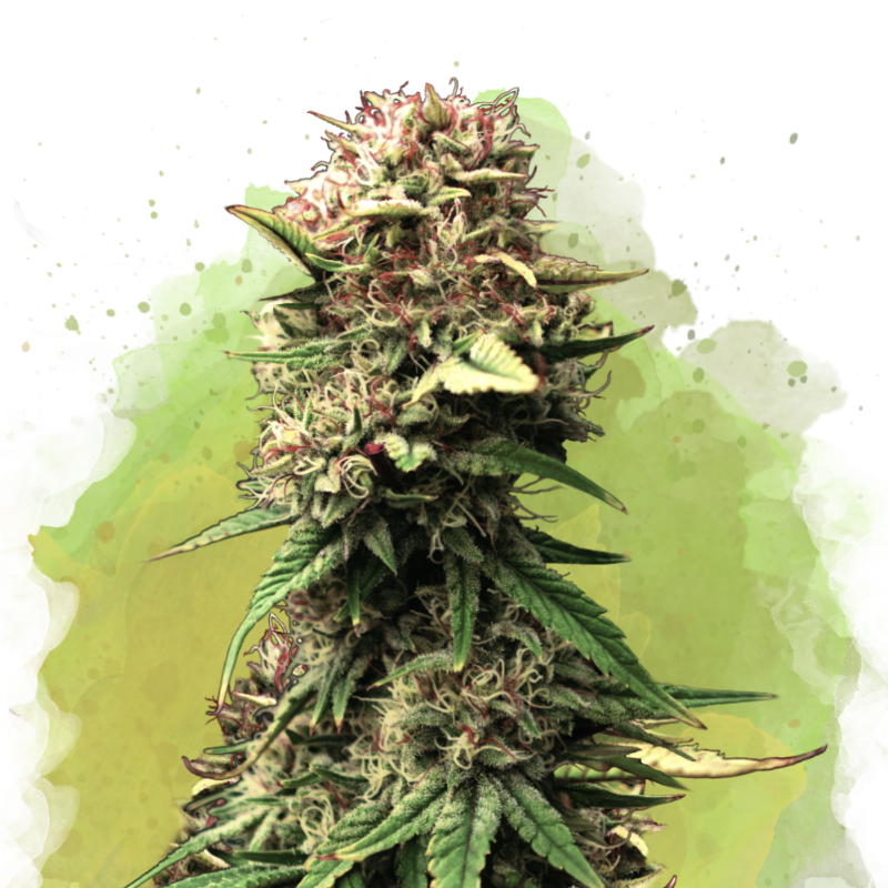 Jock Horror Autoflower by Nirvana Shop, the marijuana seeds