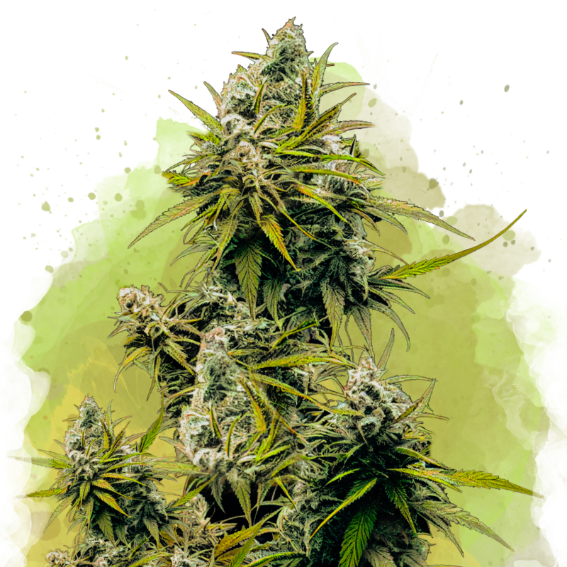 Lemon OG Haze Autoflower by Nirvana Shop, the marijuana seeds