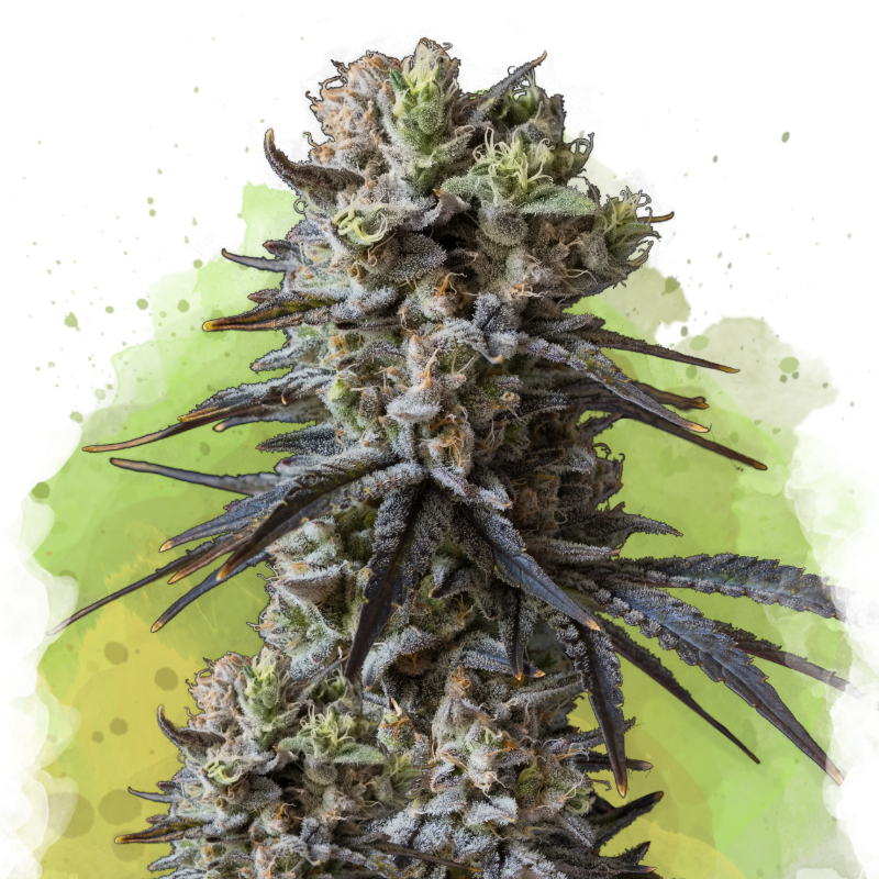 Lithium OG Kush Autoflower by Nirvana Shop, the marijuana seeds