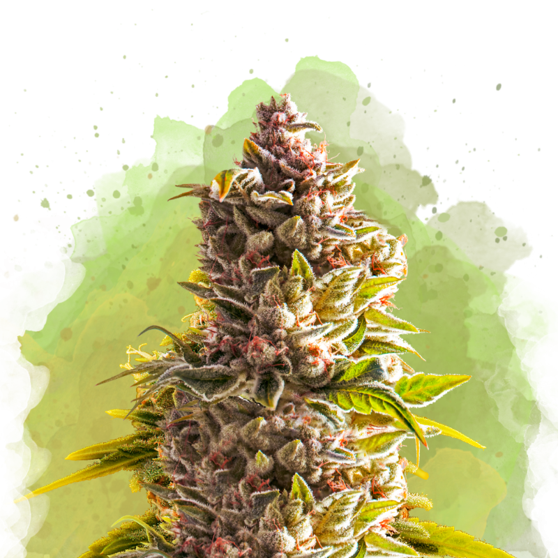 Northern Light Autoflower от Nirvana Shop, семената за марихуана