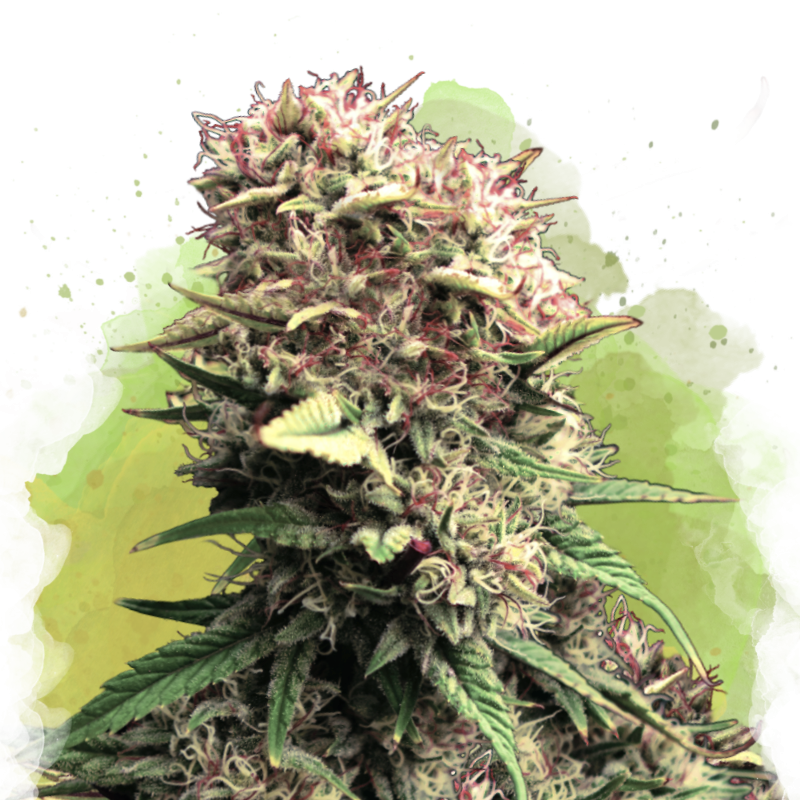 OG Kush Autoflower by Nirvana Shop, the marijuana seeds breeder