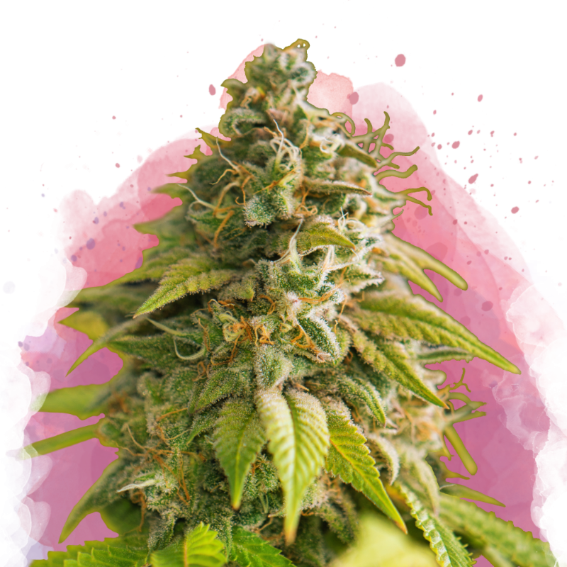 Papaya Feminized by Nirvana Shop, the marijuana seeds breeder