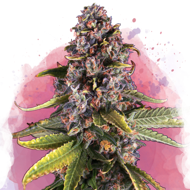 Raspberry Cough Feminized by Nirvana Shop, the marijuana seeds