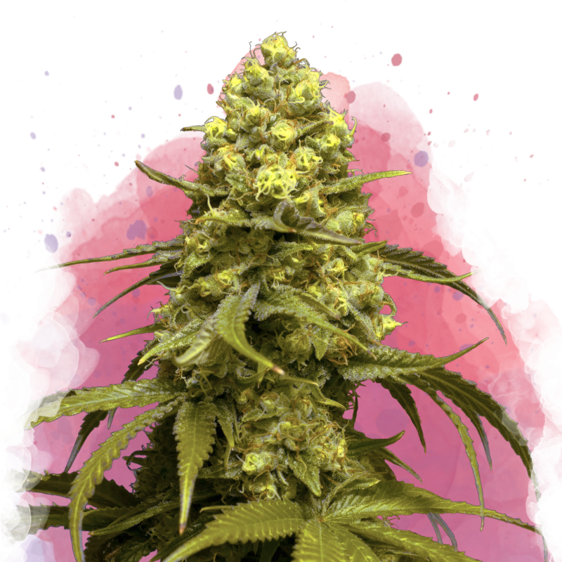Sweet Tooth Feminized by Nirvana Shop, the marijuana seeds