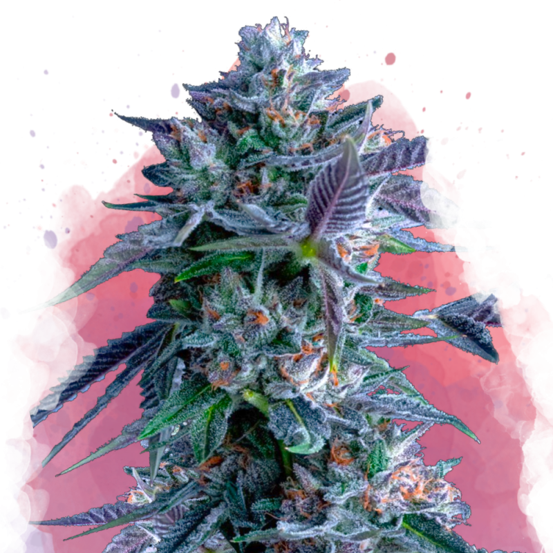 Chocolope Feminized by Nirvana Shop, the marijuana seeds breeder