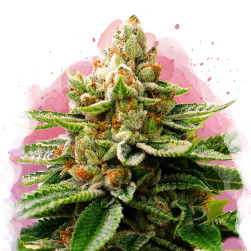 LSD Feminized by Nirvana Shop, the marijuana seeds breeder