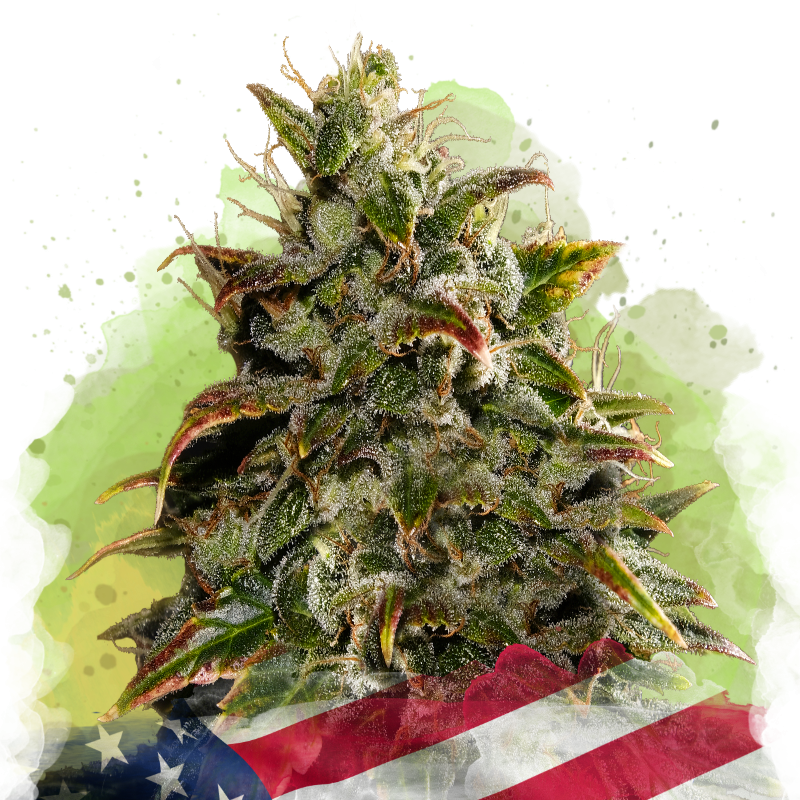 Gelato Autoflower, marihuana tohumu yetiştiricisi Nirvana Shop tarafından
