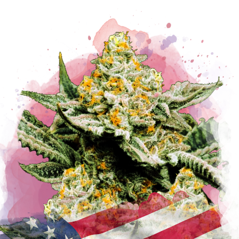 Sunset Sherbet Feminized by Nirvana Shop, the marijuana seeds
